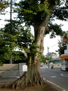 八坂神社 (土浦市)のムクノキ(2)