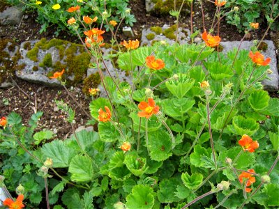 Geum coccineum

Photo by Salvor taken in the botanical garden in Reykjavik.