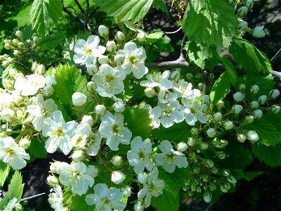 Crataegus submollis flowers, Ashbridge's Bay Park, Toronto, Canada photo