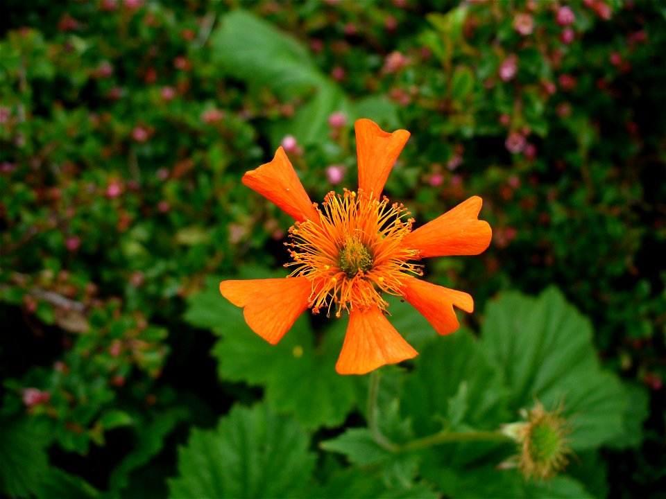I am the originator of this photo. I hold the copyright. I release it to the public domain. This photo depicts a flower.