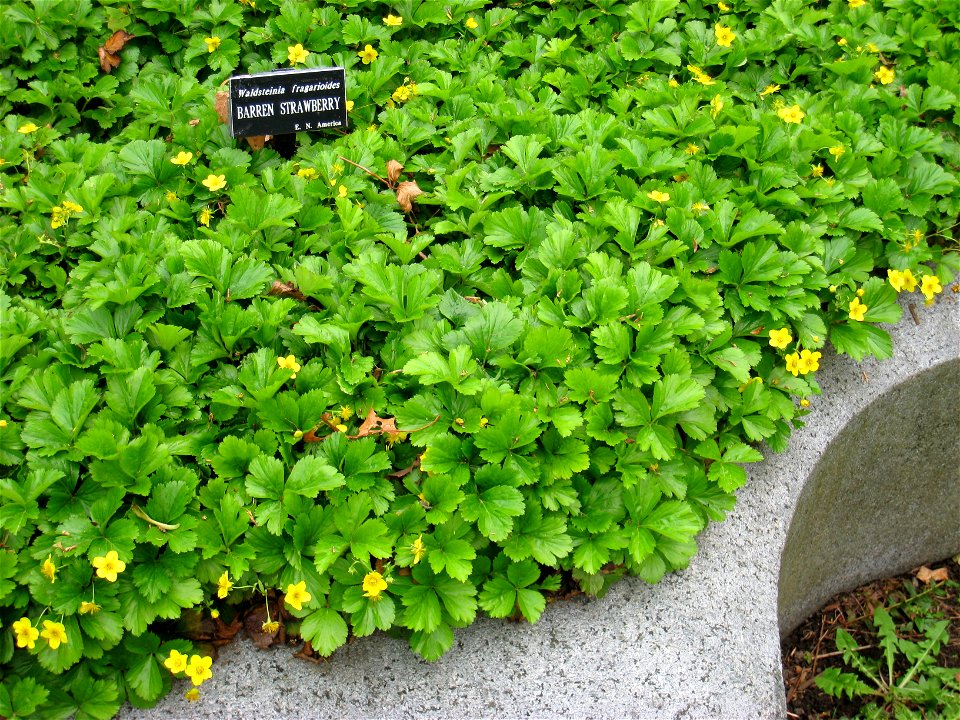 Waldsteinia fragarioides - in Mount Auburn Cemetery, Cambridge, Massachusetts, USA.