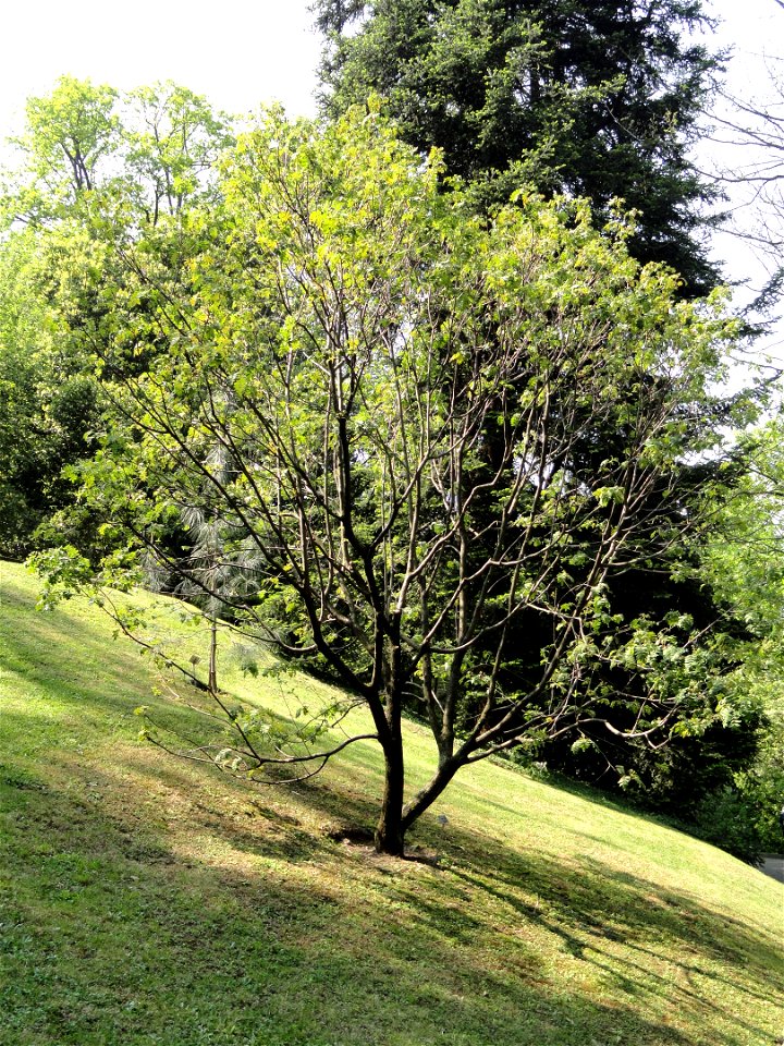 Sorbus hupehensis. Botanical specimen on the grounds of the Villa Taranto (Verbania), Lake Maggiore, Italy.