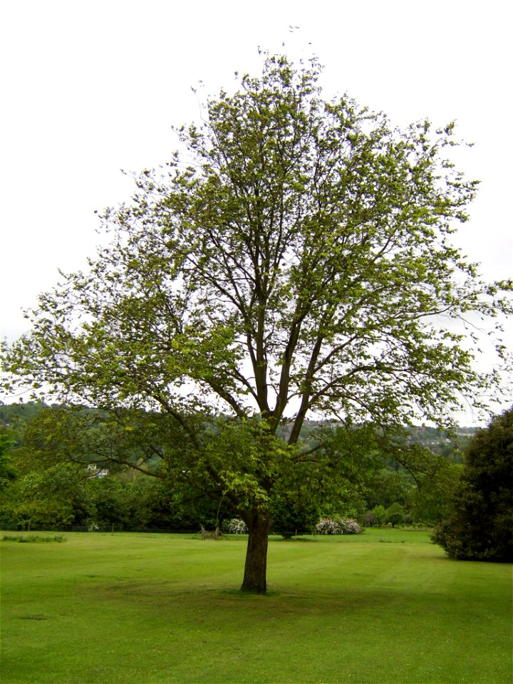 Ulmus wallichiana, Withdean Park, Brighton