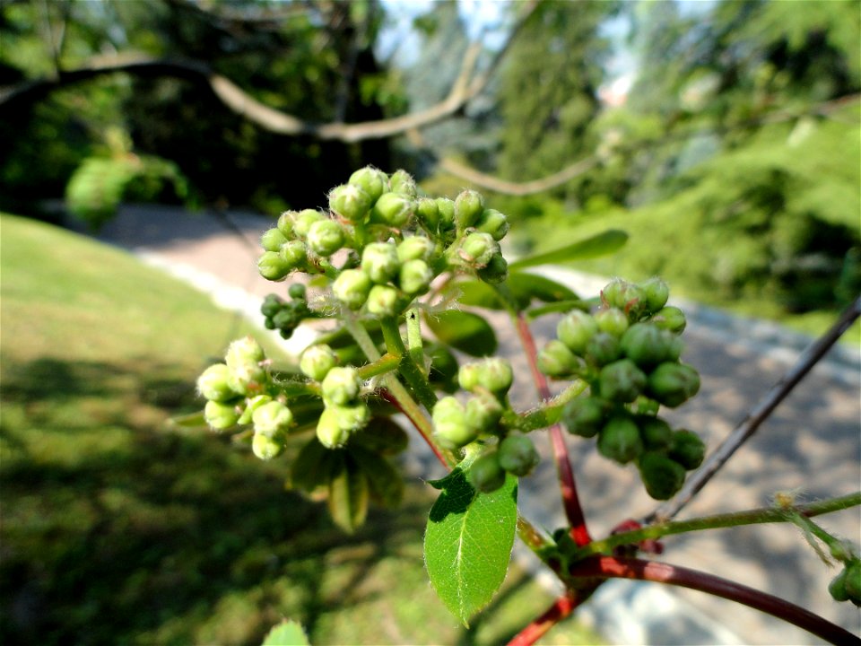 Sorbus hupehensis. Botanical specimen on the grounds of the Villa Taranto (Verbania), Lake Maggiore, Italy.