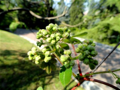 Sorbus hupehensis. Botanical specimen on the grounds of the Villa Taranto (Verbania), Lake Maggiore, Italy. photo