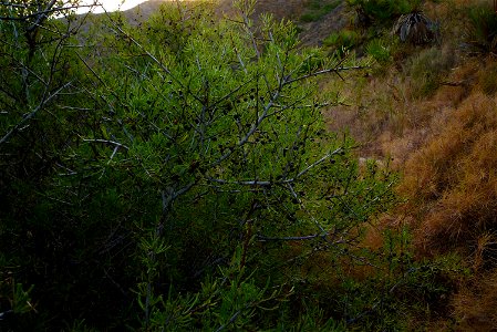 Espino negro (Rhamnus lycioides) en el Parque Natural de la Sierra de la Muela, Cartagena (España).