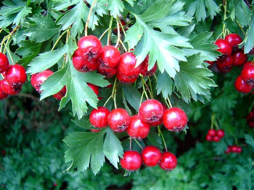 Crataegus ambigua fruits.