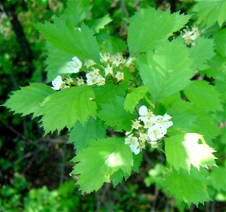 Wild tree near Eugenia, Ontario, Canada photo