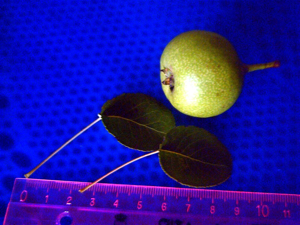 Pyrus bourgaeana Fruit and Leaves, in Solana del Pino, Spain