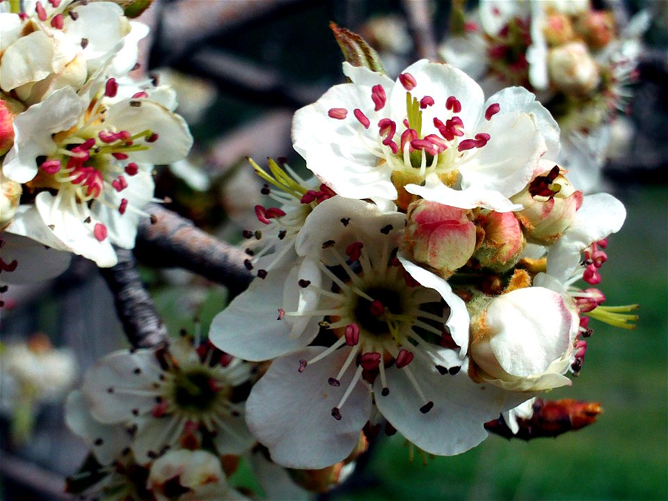 Pyrus_bourgaeana en Dehesa Boyal de Puertollano, Puertollano, Spain.