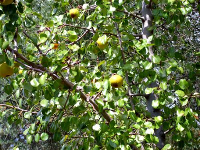Pyrus bourgaeana fruits, Dehesa Boyal de Puertollano, Spain