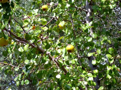 Pyrus bourgaeana fruits, Dehesa Boyal de Puertollano, Spain photo