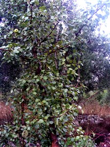 Pyrus bourgaeana Habitus, in Solana del Pino, Spain