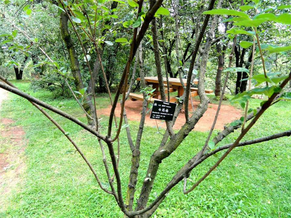 Plant specimen in the Kunming Botanical Garden, Kunming, Yunnan, China.