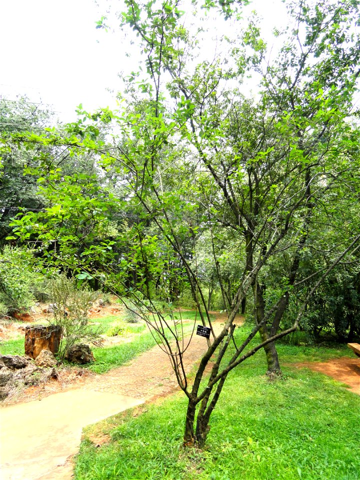 Plant specimen in the Kunming Botanical Garden, Kunming, Yunnan, China.