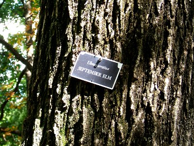 September Elm at Vanderbilt University campus, Nashville, TN