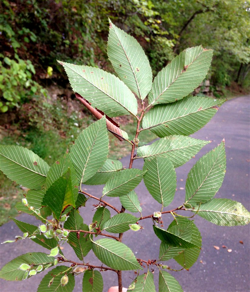 Ulmus serotina, limestone bluffs of the West Fork of the Red River at the Clarksville Greenway, Montgomery County, Tennessee. A fallen twig from a storm.