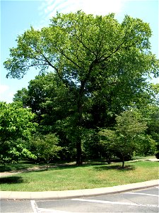 September Elm at Vanderbilt University campus, Nashville, TN photo