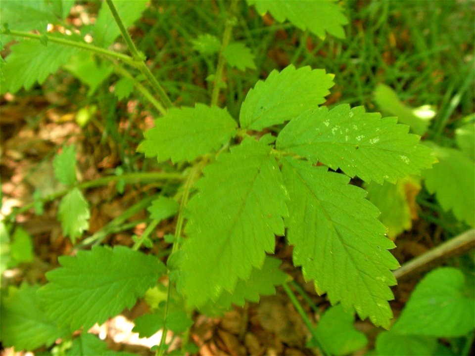 キンミズヒキ[金水引][Agrimonia pilosa var. japonica]-葉