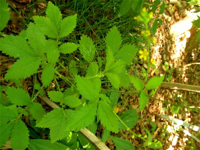 キンミズヒキ[金水引][Agrimonia pilosa var. japonica]