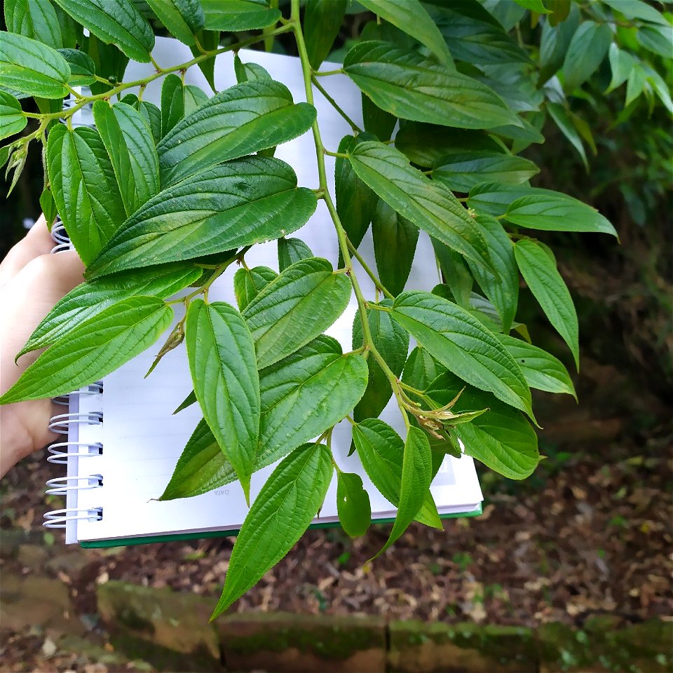 Trema micrantha picture