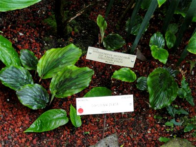 Dorstenia elata specimen in the University of California Botanical Garden, Berkeley, California, USA. photo