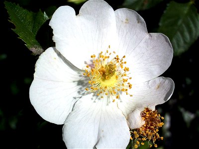 Rosa pouzinii flowers close up, Sierra Nevada, Spain photo