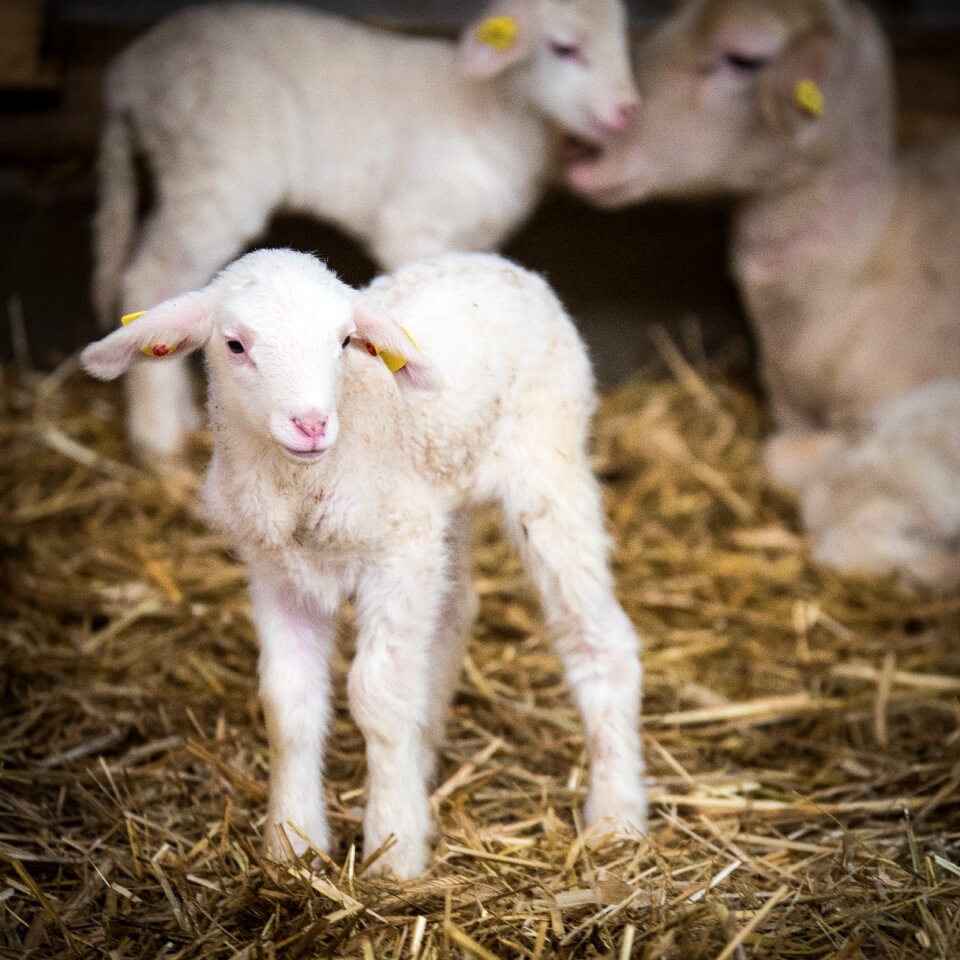 Wool pasture agriculture