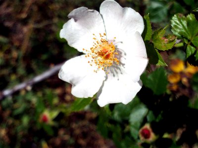 Rosa pouzinii flowers close up, Sierra Nevada, Spain photo