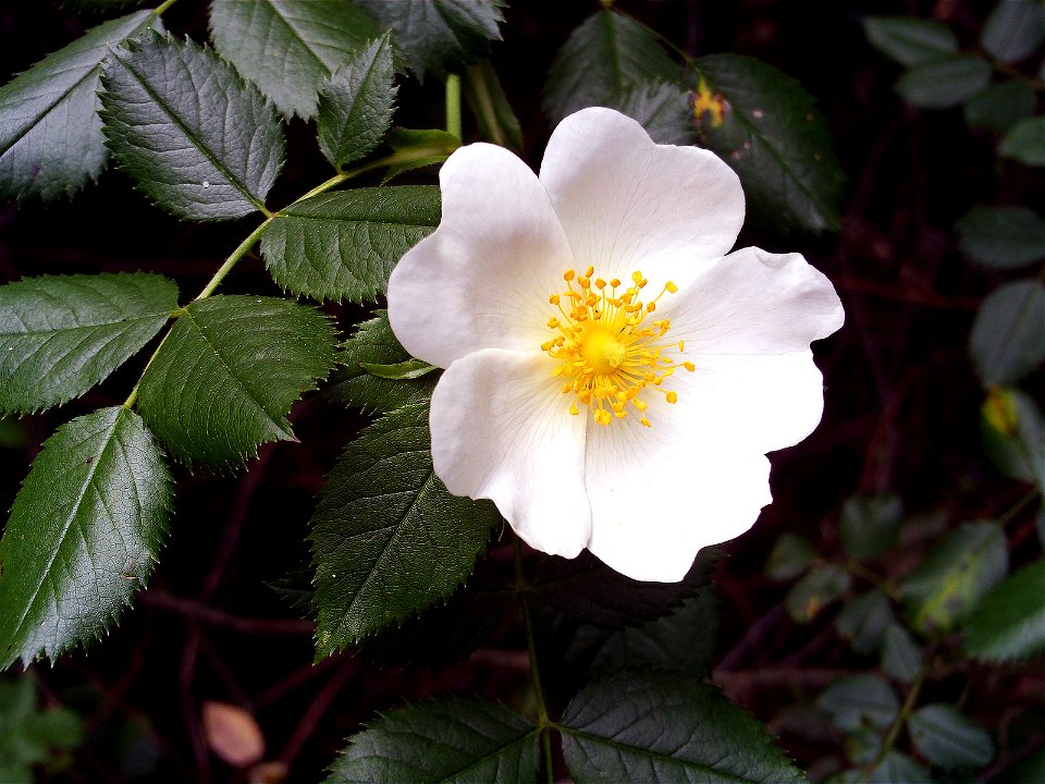 Rosa pouzinii Tratt. Flower Closeup   Sierra Madrona, May 11, 2008