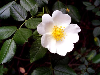 Rosa pouzinii Tratt. Flower Closeup   Sierra Madrona, May 11, 2008