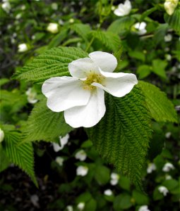 Rhodotypos scandens at the UC Berkeley Botanical Garden, California, USA. Identified by sign. photo