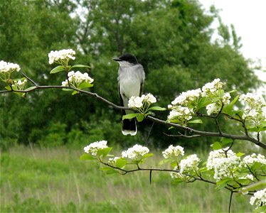 Eastern Kingbird, Tyrannus tyrannus in Crataegus macracantha, Toronto, Canada