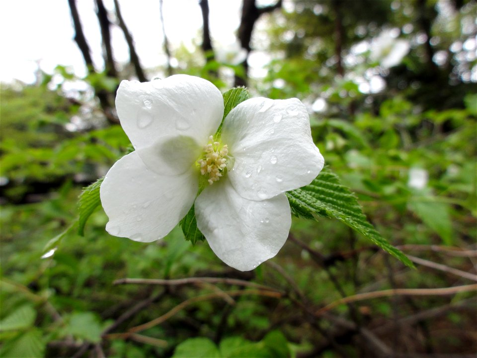 シロヤマブキ[白山吹][Rhodotypos scandens]-花