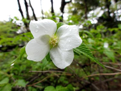 シロヤマブキ[白山吹][Rhodotypos scandens]-花