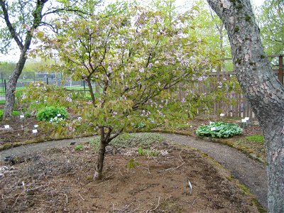 Prunus nipponica var. kurilensis - Photo taken by Salvör in Grasagarður Reykjavíkur Botanical garden in Reykjavik, Iceland.