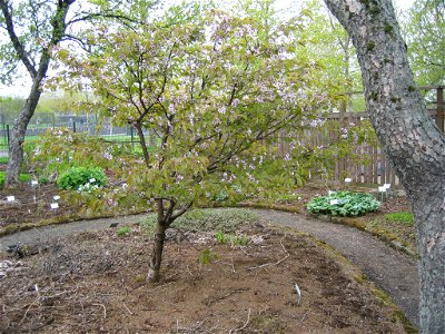 Prunus nipponica var. kurilensis - Photo taken by Salvör in Grasagarður Reykjavíkur Botanical garden in Reykjavik, Iceland. photo