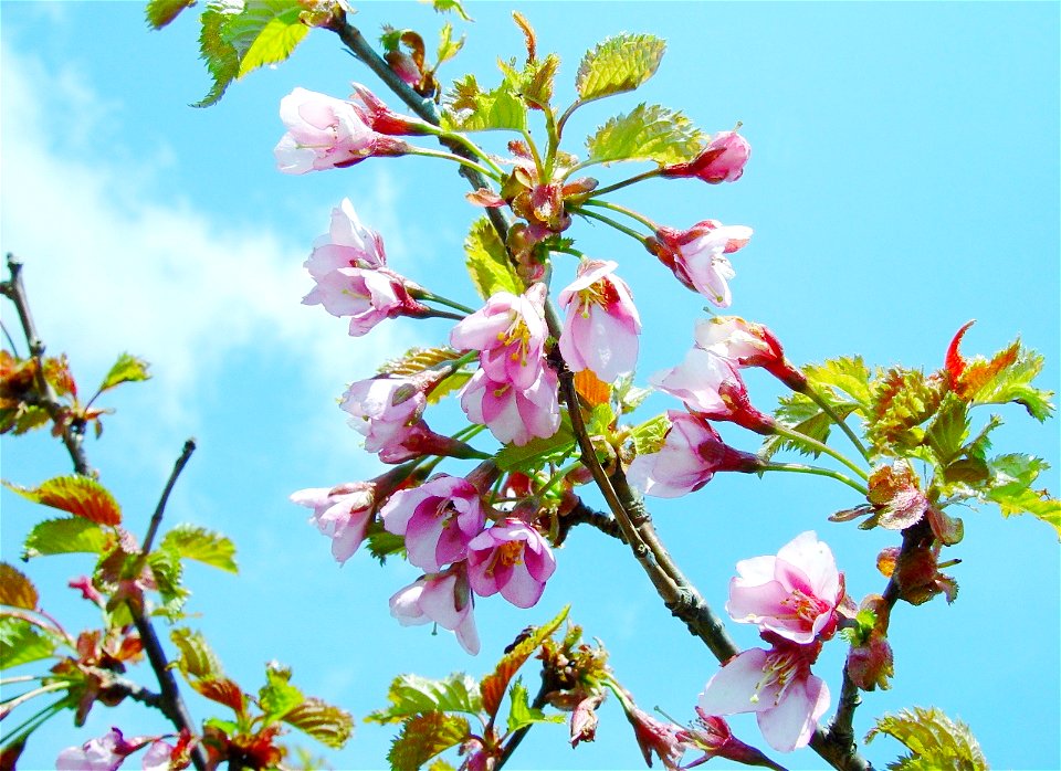 Prunus nipponica, in Mount Sannomine, Ryōhaku Mountains, Japan.