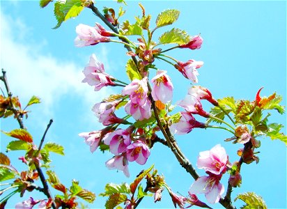 Prunus nipponica, in Mount Sannomine, Ryōhaku Mountains, Japan.