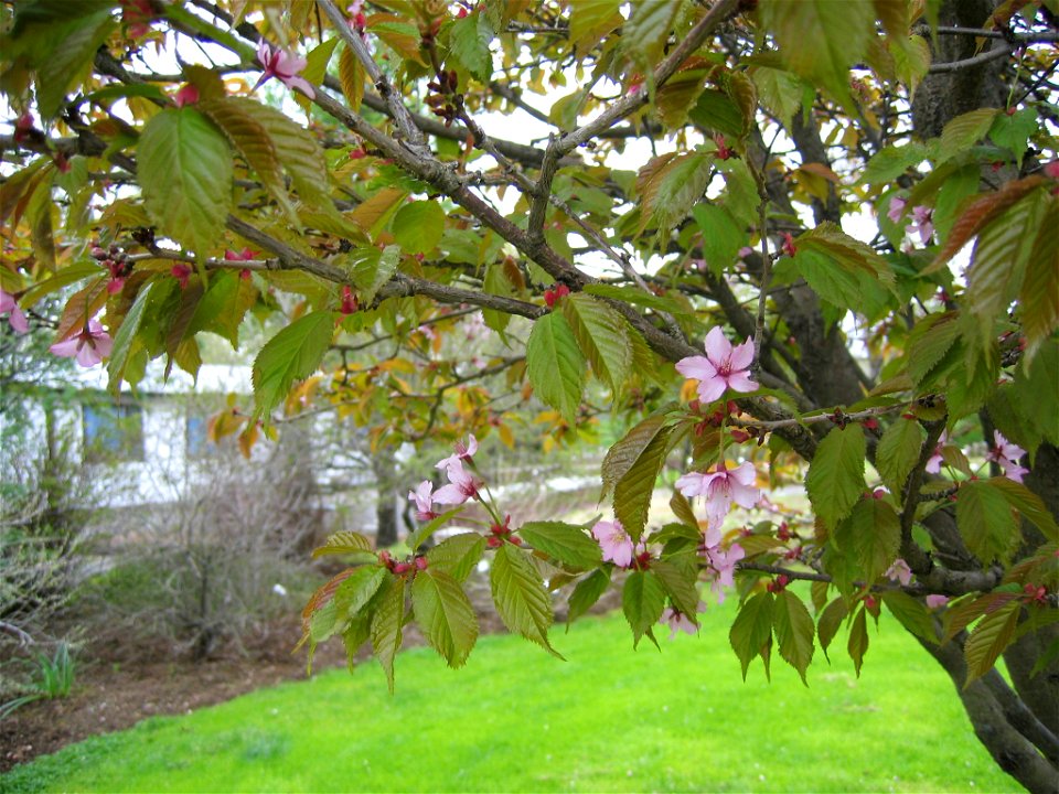 photo taken by Salvör in Grasagarður Reykjavíkur Botanical garden in Reykjavik, Iceland.
