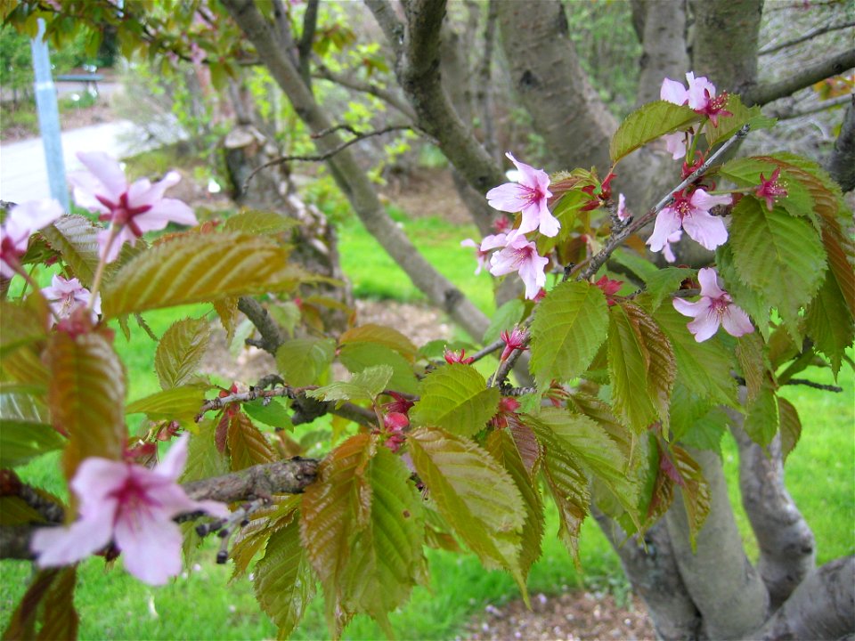 photo taken by Salvör in Grasagarður Reykjavíkur Botanical garden in Reykjavik, Iceland.