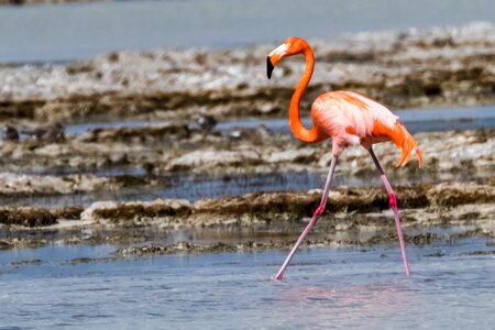 Wildlife nature birding