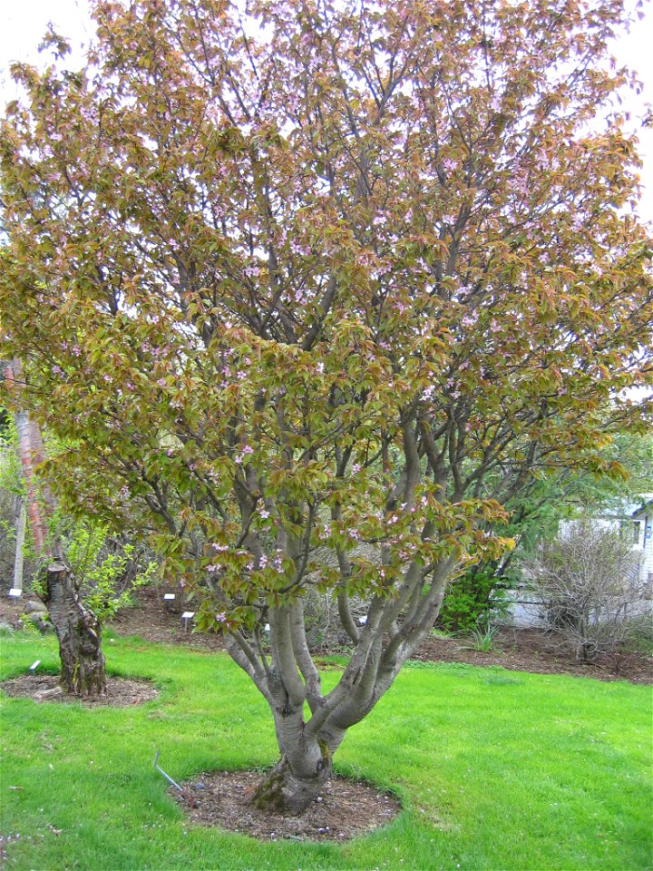 photo taken by Salvör in Grasagarður Reykjavíkur Botanical garden in Reykjavik, Iceland.