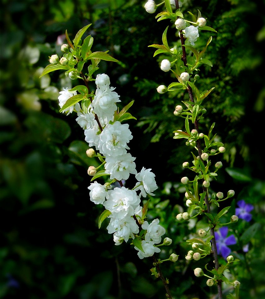 Prunus glandulosa 'Alboplena'
Nederlands:  Chinese kers
Deutsch:  Drüsenkirsche