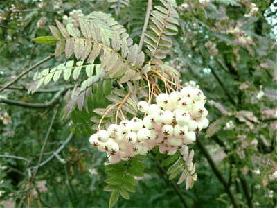 sorbus koehneana berries in the botanical garden in Copenhagen
