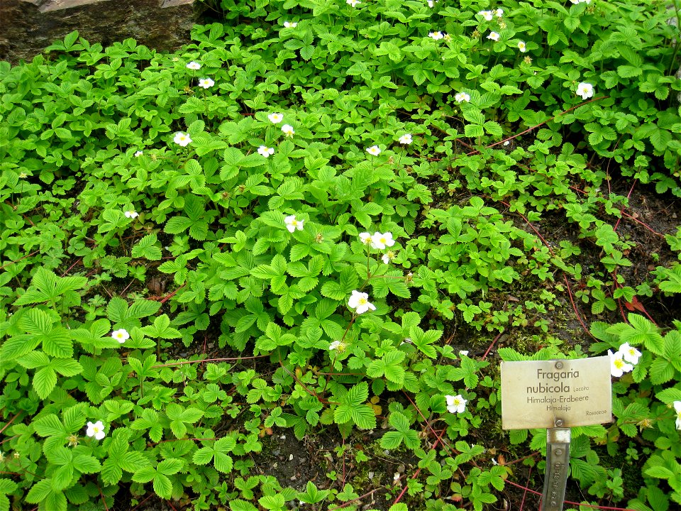 Fragaria nubicola specimen in the Botanischer Garten, Berlin-Dahlem (Berlin Botanical Garden), Berlin, Germany.