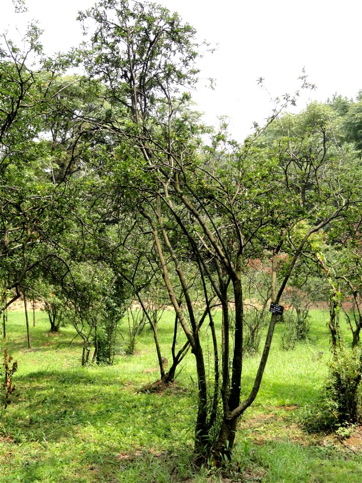 Plant specimen in the Kunming Botanical Garden, Kunming, Yunnan, China.