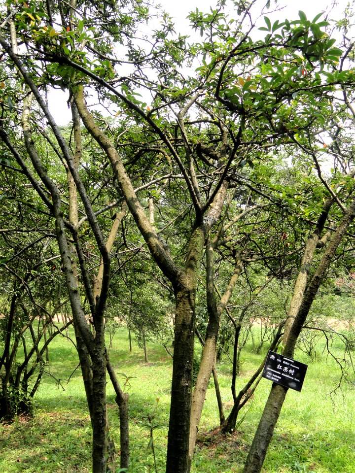 Plant specimen in the Kunming Botanical Garden, Kunming, Yunnan, China.