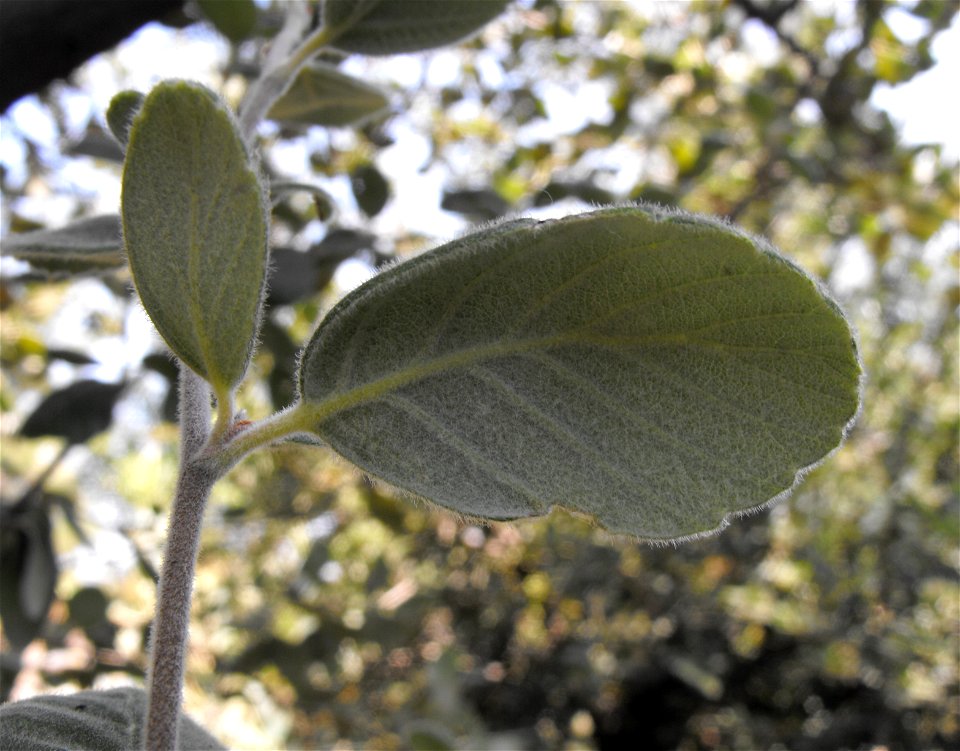 Cercocarpus traskiae at the San Diego Wild Animal Park, Escondido, California, USA.