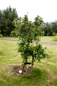 Crataegus sanguinea photo